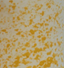 Sol